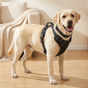 adjustable dog harness & collar set for dogs, lifestyle photo