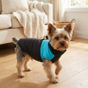 Black/Blue padded winter dog coat with waterproof shell and d-ring, lifestyle photo