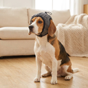 ear muffs for dogs with noise protection, lifestyle photo