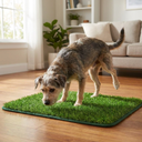 Dog about to use the washable grass pee pad indoors