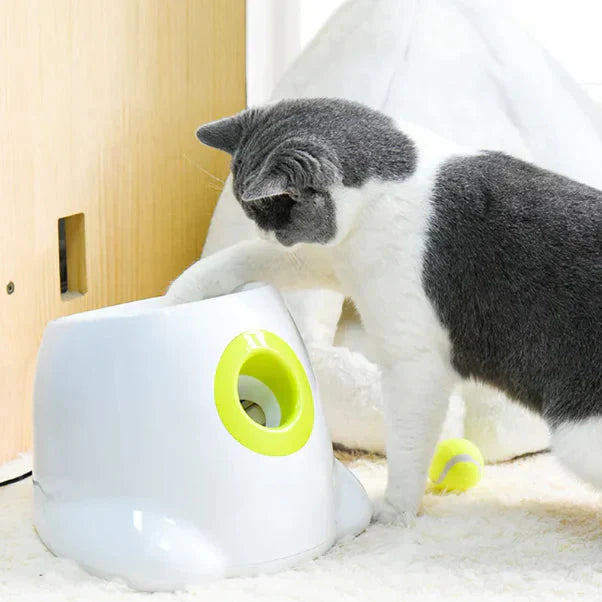 Dog fetching ball from automatic launcher - My Petsworth