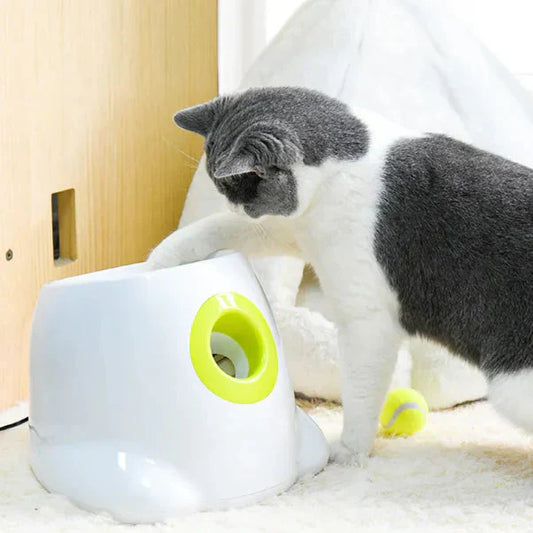 Dog fetching ball from automatic launcher - My Petsworth