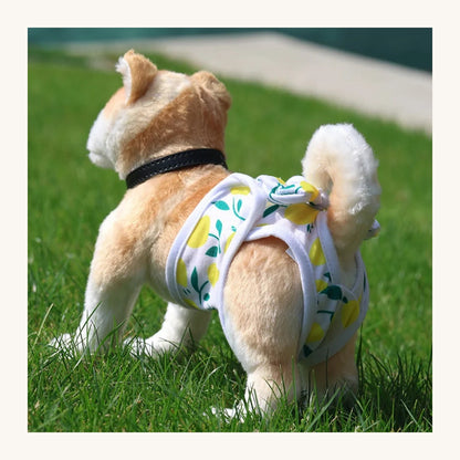 Washable dog nappy fitted on a small dog — My Petsworth