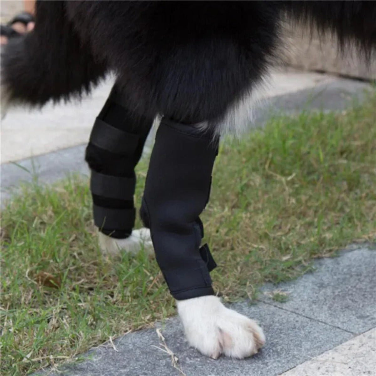 Dog wearing neoprene hock wraps on the hind legs — My Petsworth