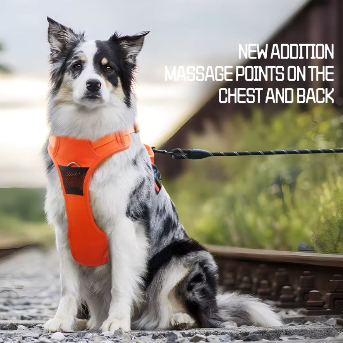 Padded mesh panel on the no-pull dog harness — My Petsworth