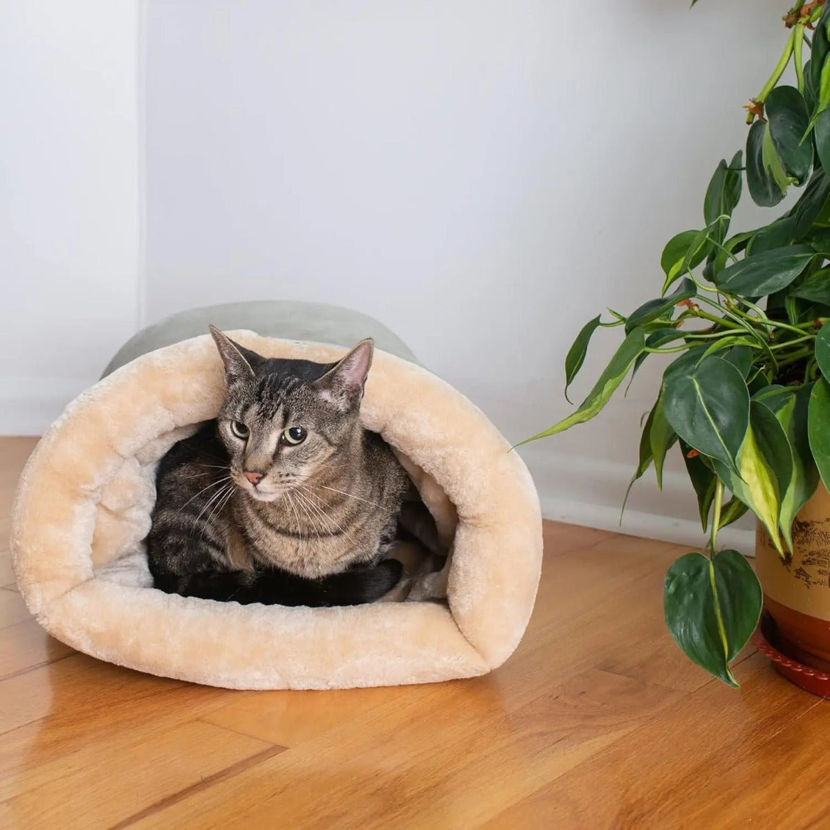 Cat curled up inside the semi-enclosed sleeping bag — My Petsworth