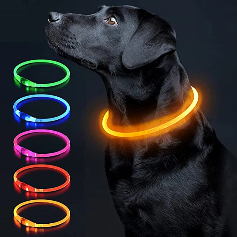 Light up LED dog collar for night walks — My Petsworth