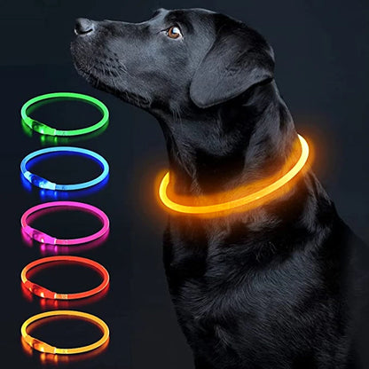 Light up LED dog collar for night walks — My Petsworth
