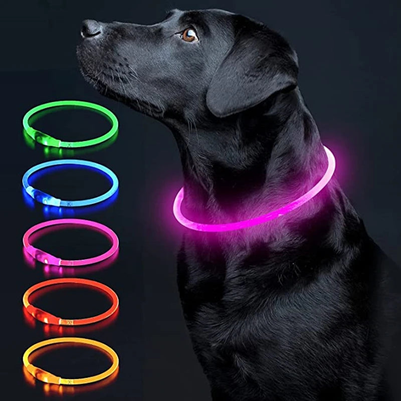 Light up LED dog collar for night walks — My Petsworth