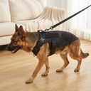 Dog wearing the tactical harness outdoors