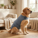 Dog wearing a grey calming anxiety wrap vest — My Petsworth