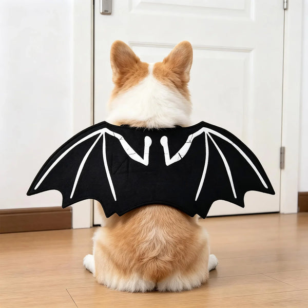 Corgi wearing black felt bat wings with white bone detailing — My Petsworth