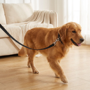 Black nylon dog training lead for recall & outdoor walking, lifestyle photo