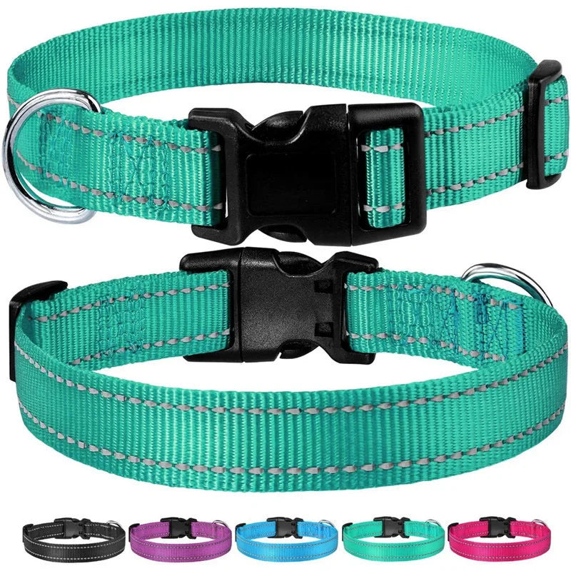Collie wearing reflective nylon collar – lifestyle