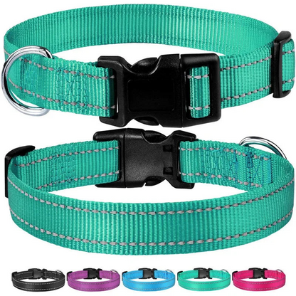 Collie wearing reflective nylon collar – lifestyle