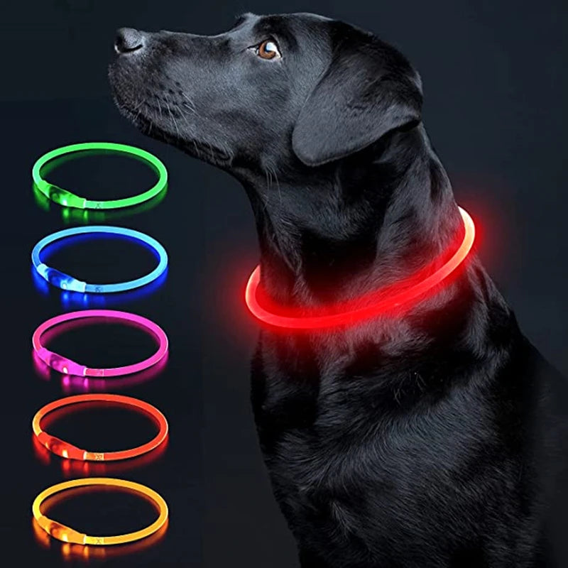 Light up LED dog collar for night walks — My Petsworth