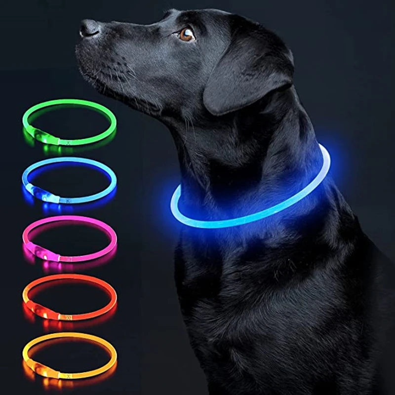 Light up LED dog collar for night walks — My Petsworth