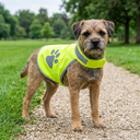 Terrier in a reflective hi-vis vest on a park path — My Petsworth