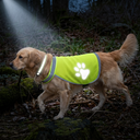 Reflective vest lighting up in torchlight on an evening walk — My Petsworth