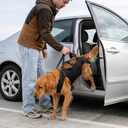 Adjustable dog lift harness for senior dogs — My Petsworth