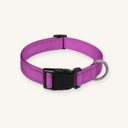Purple reflective dog collar on cream background — My Petsworth