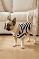 Dog wearing the beige knitted cardigan in a living room